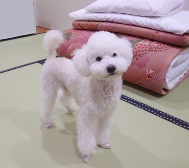 ペットと泊まれる部屋 6畳(禁煙)